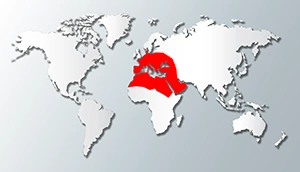 Mediterranean
