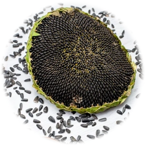 Sunflower Seeds