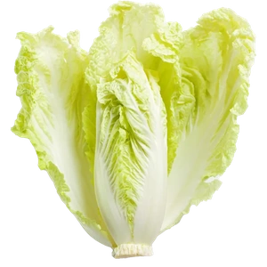 Lettuce