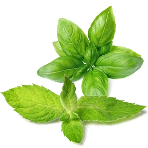 Basil
