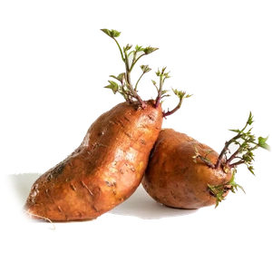 Sweet Potato
