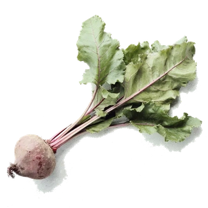 Beetroot