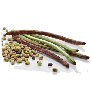Cowpea Pods