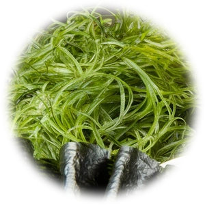 Wakame