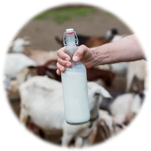 Goat Milk