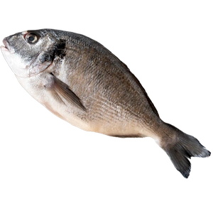 Sea Bass