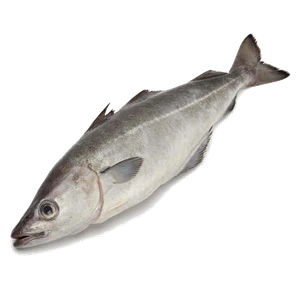 coley
