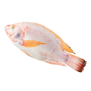 Tilapia