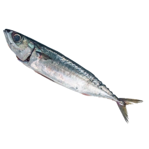 Mackerel