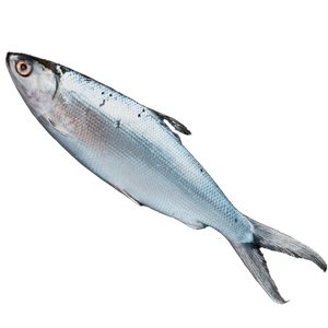 Sardine