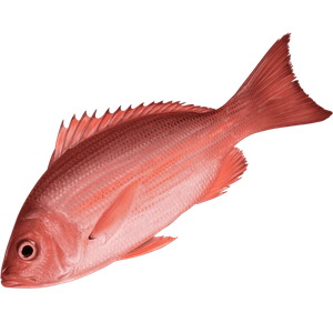 Red Snapper