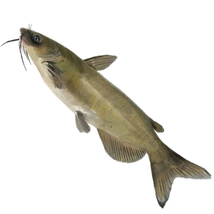 Catfish