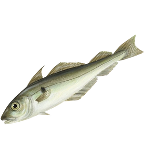 Haddock