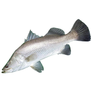 Barramundi