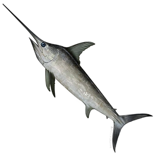 Swordfish