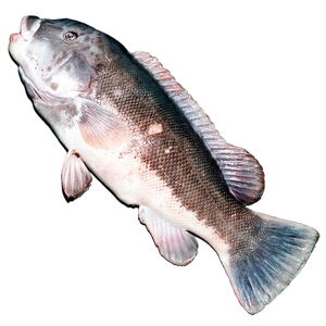 Tautog