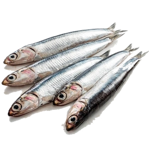 Anchovy
