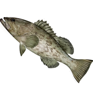 Grouper