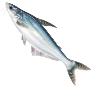 Pangasius
