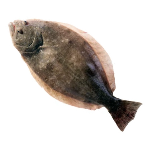 Flounder