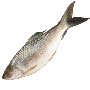 rohu