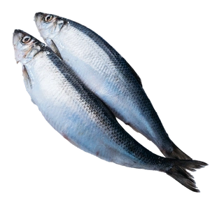 Herring