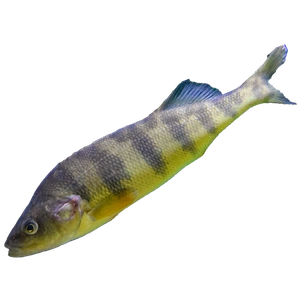 Perch