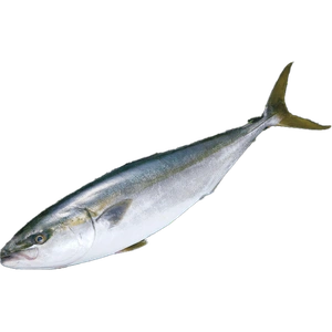 Amberjack