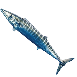 Wahoo