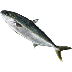 Kingfish