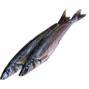 King George Whiting