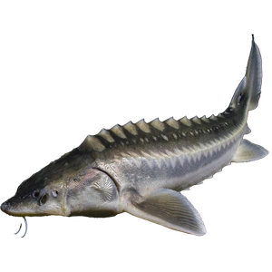 Sturgeon