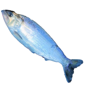 shad