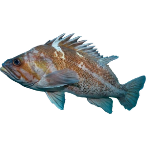 Rockfish