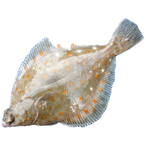 plaice