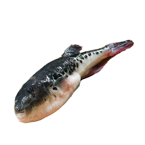 fugu