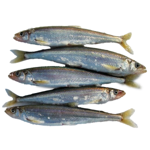 smelt