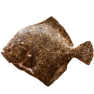 turbot