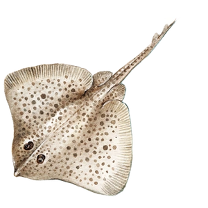 Rays