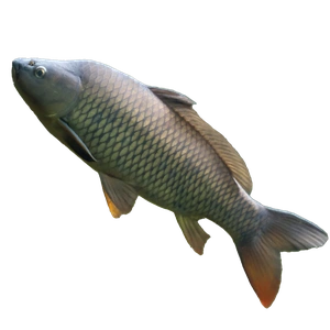 carp