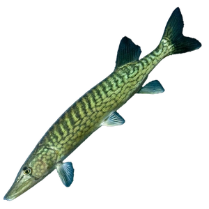 Pickerel