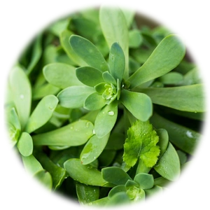 purslane