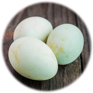 Duck Egg