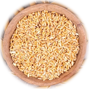 Durum Wheat