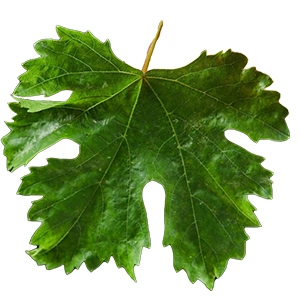 Grape leaves