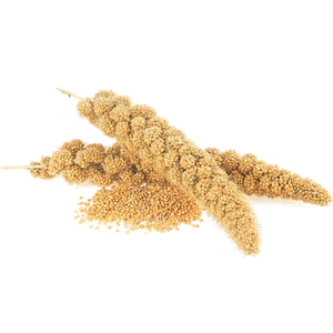 Millet