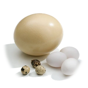 Ostrich Egg