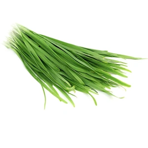 Persian-Leek