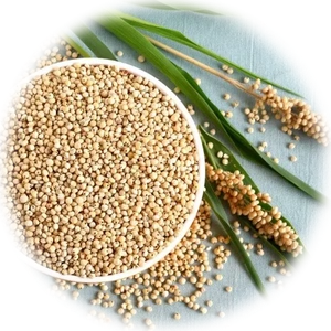 Sorghum
