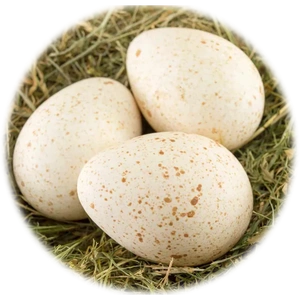 Turkey Egg